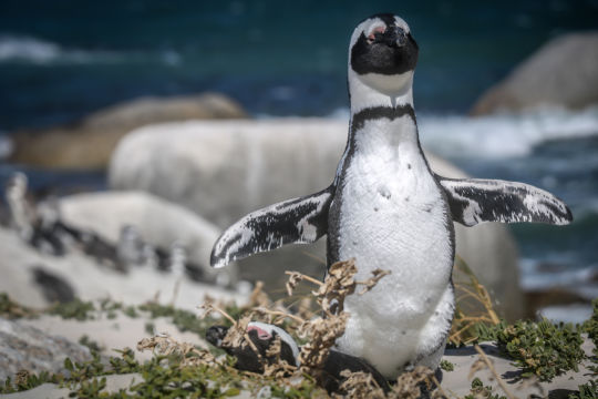 Pinguïns, Zuid Afrika