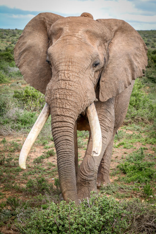 Olifant, Zuid Afrika